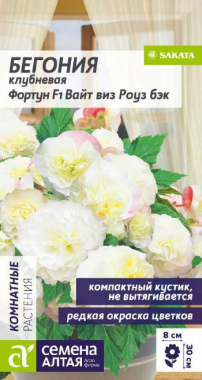 Бегония «Фортун»