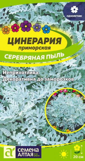 Цинерария «Серебряная пыль»