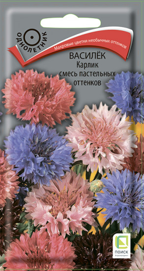 Василёк «Карлик»