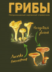 Грибы