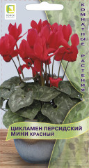 Цикламен персидский мини