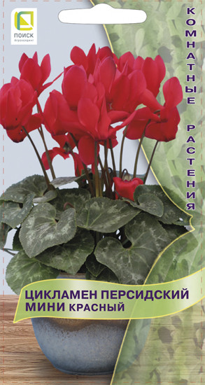 Цикламен персидский мини