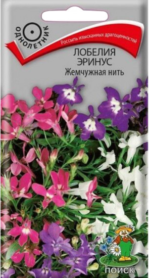 Лобелия эринус