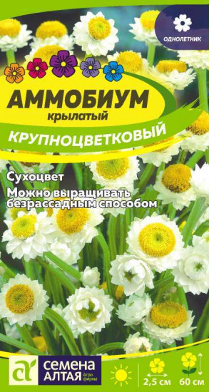 Аммобиум «Крупноцветковый»