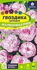 Гвоздика гренадин «Малиновая рябь»