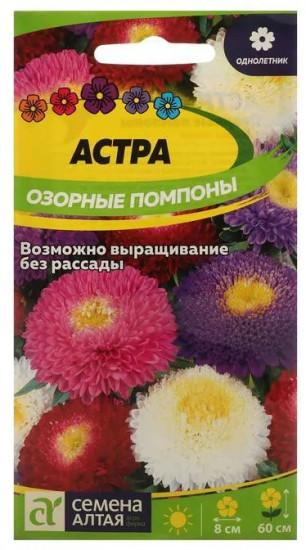 Астра «Озорные помпоны»