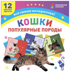 Кошки. Популярные породы