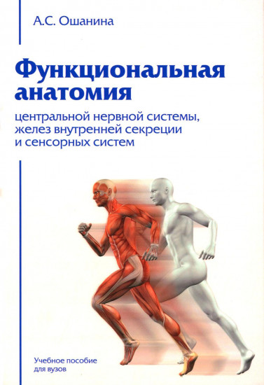 Функциональная анатомия центральной нервной системы, желез внутренней секреции и сенсорных систем