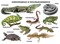 Земноводные и пресмыкающиеся. Плакат | Плакаты на картоне