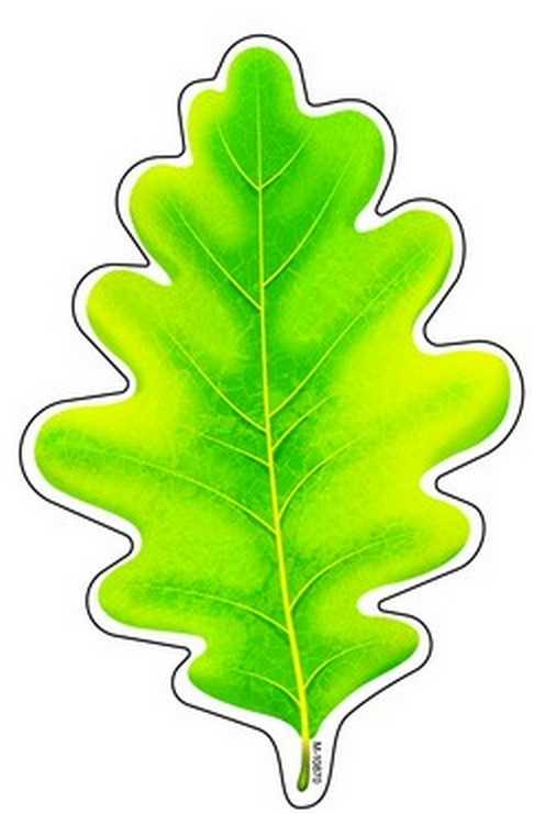 Дубовый лист трафарет. Листочки раскраска для детей. Листочки для малышей. Листочки раскраска. Листья деревьев раскраска.