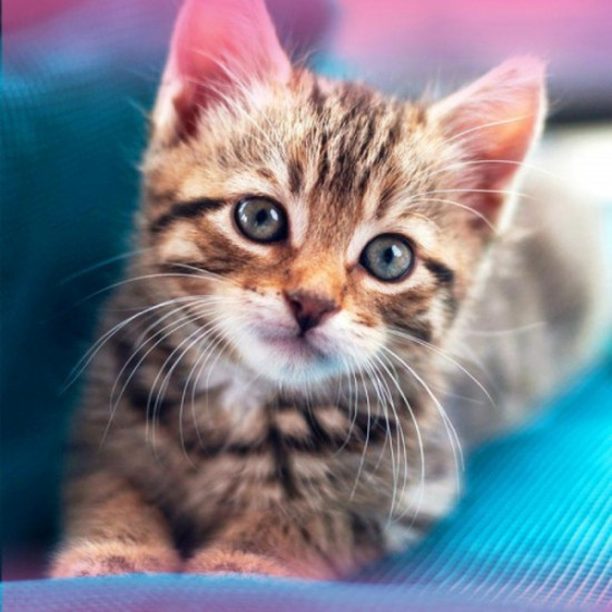 Мозаика алмазная «Котёнок»