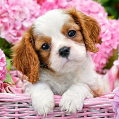 Мозаика алмазная «Щенок»