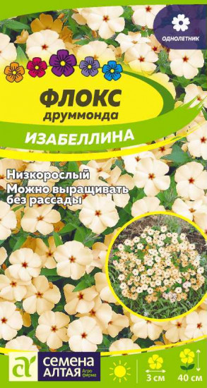 Флокс «Изабеллина»