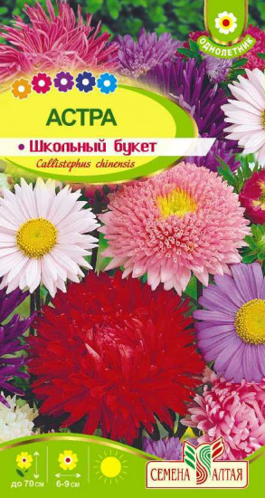 Астра «Школьный букет»