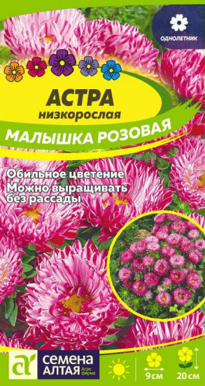 Астра «Малышка розовая»