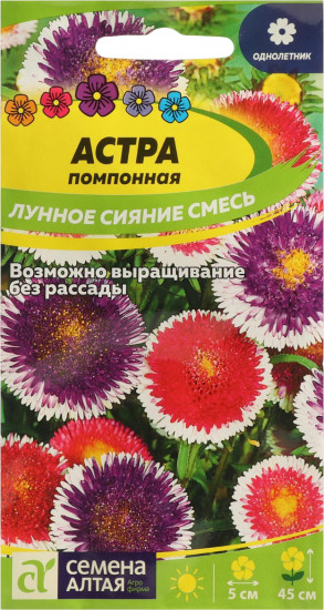 Астра помпонная «Лунное сияние»