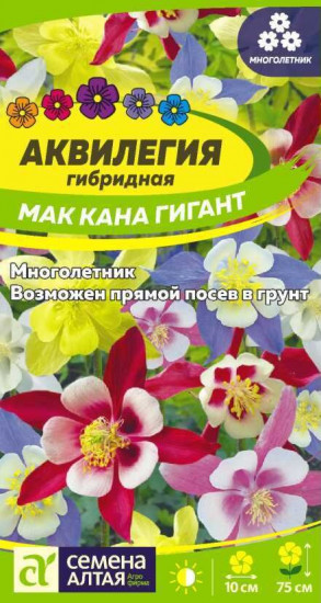 Аквилегия «Маккана гигант»
