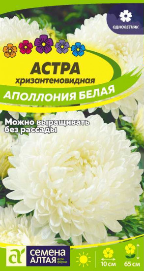 Астра «Аполлония белая»