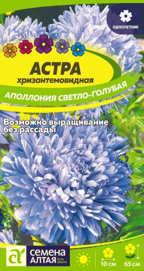 Астра «Аполлония светло-голубая»