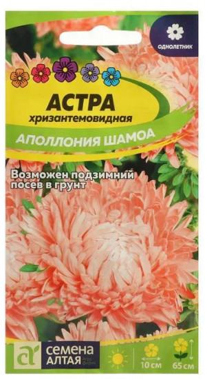 Астра «Аполлония шамоа»