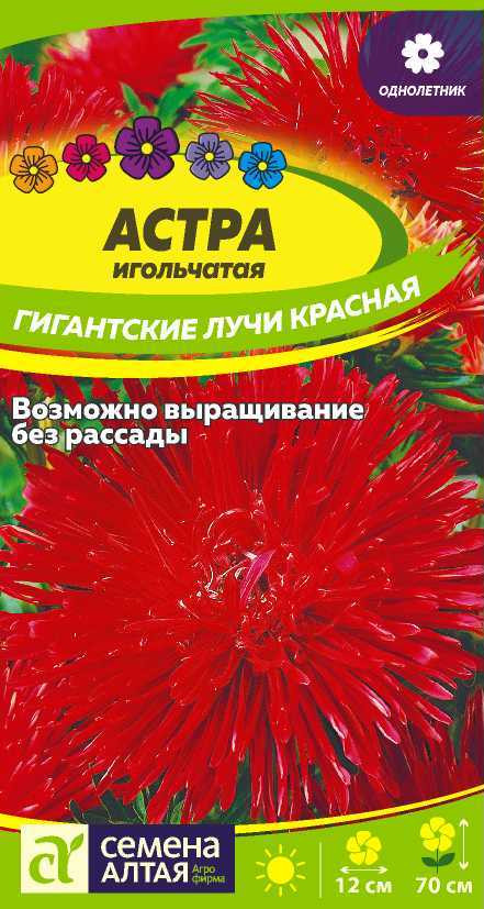 Астра игольчатая «Гигантские лучи. Красная» | Семена Алтая