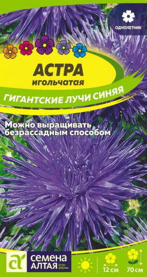 Астра «Гигантские лучи. Синяя»