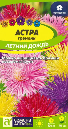 Астра гремлин «Летний дождь»