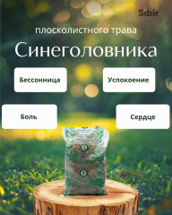 Синеголовника плосколистного трава
