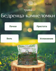 Бедренца-камнеломки трава