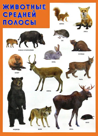 Плакат «Животные средней полосы»