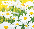 Фотообои «Ромашковое настроение»