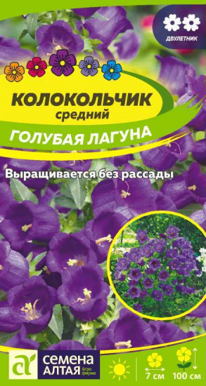 Колокольчик средний «Голубая Лагуна»