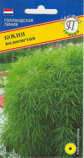 Кохия «Волосистая»
