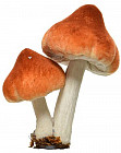 коричневый