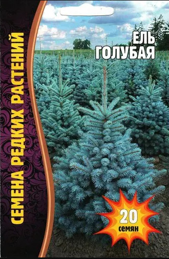 Семена редких растений «Ель голубая»