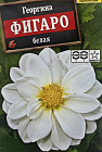 Семена «Георгин Фигаро белый»