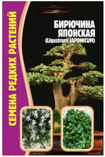 Семена редких растений «Бирючина японская»