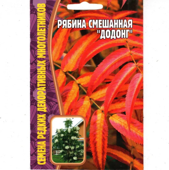 Рябина смешанная «Додонг»
