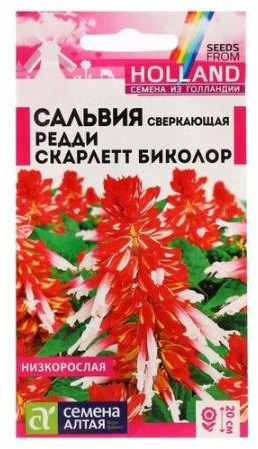 Сальвия сверкающая «Редди Скарлет Биколор»
