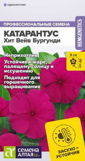 Катарантус «Хит Вейв Бургунди»