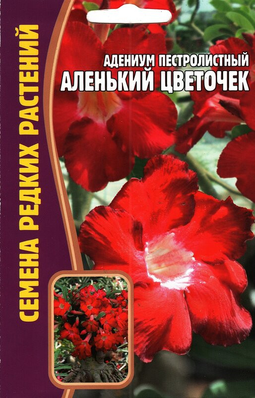 Адениум пестролистный «Аленький цветочек» | Семена редких растений