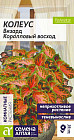Колеус Визард «Коралловый Восход»