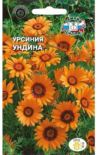 Семена «Урсиния Ундина»