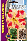 Адениум тучный desert rose «Mahatap»