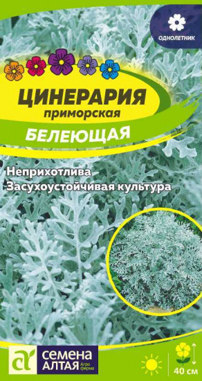 Цинерария «Белеющая»