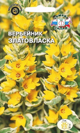 Семена «Вербейник Златовласка»