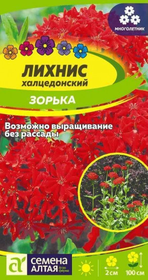 Лихнис халцедонский «Зорька»