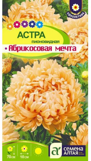Астра «Абрикосовая мечта»