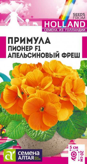 Примула «Апельсиновый фреш F1»