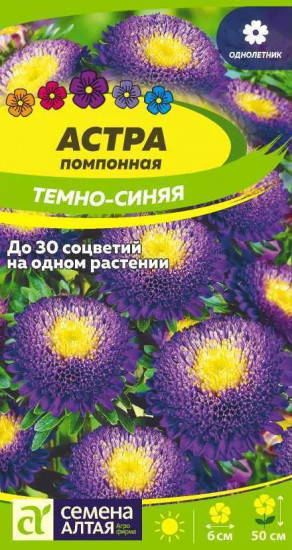 Астра «Помпонная темно-синяя»